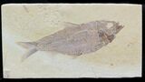 Large, Knightia Alta Fossil Fish #32931-1